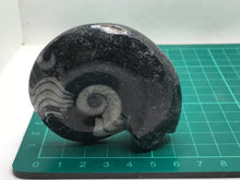 Load image into Gallery viewer, Goniatite