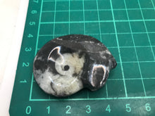 Load image into Gallery viewer, Goniatite fossilised ammonite