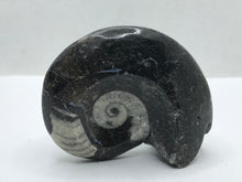Load image into Gallery viewer, Goniatite fossil Ammonite