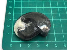 Load image into Gallery viewer, Goniatite ammonite