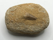 Load image into Gallery viewer, Mosasaur tooth