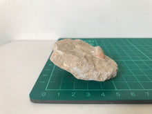 Load image into Gallery viewer, Otodus Sharks Tooth