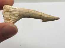 Load image into Gallery viewer, Rostral spine