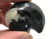 Load image into Gallery viewer, Goniatite ammonite