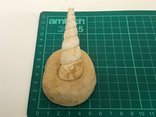 Load image into Gallery viewer, Turitella fossil