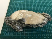 Load image into Gallery viewer, Fossil bivalve