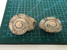 Load image into Gallery viewer, Permian ammonite