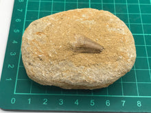 Load image into Gallery viewer, Mosasaur tooth