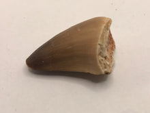 Load image into Gallery viewer, Mosasaur tooth