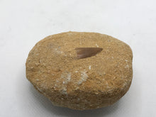 Load image into Gallery viewer, Mosasaur tooth