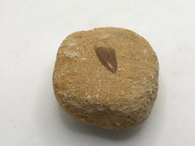 Load image into Gallery viewer, Mosasaur tooth