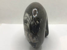 Load image into Gallery viewer, Goniatite fossil ammonite