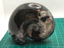 Load image into Gallery viewer, Goniatite fossil ammonite