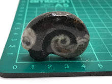 Load image into Gallery viewer, Goniatite ammonite