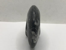 Load image into Gallery viewer, Goniatite