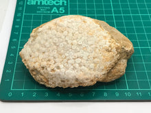 Load image into Gallery viewer, Stingray pallet