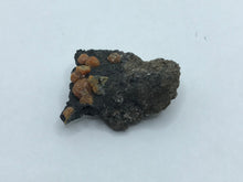 Load image into Gallery viewer, Campylite