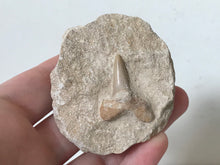 Load image into Gallery viewer, Otodus Sharks Tooth