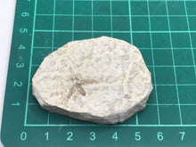 Load image into Gallery viewer, Fossilised fly