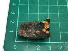 Load image into Gallery viewer, Campylite