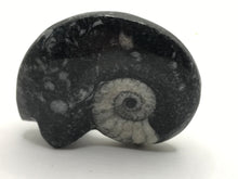 Load image into Gallery viewer, Goniatite fossil ammonite