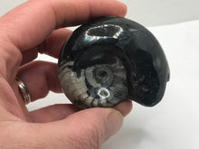 Load image into Gallery viewer, Goniatite ammonite