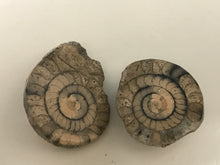 Load image into Gallery viewer, Permian ammonite
