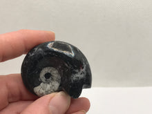 Load image into Gallery viewer, Goniatite fossil ammonite