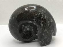 Load image into Gallery viewer, Goniatite fossil ammonite