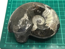 Load image into Gallery viewer, Goniatite fossil ammonite
