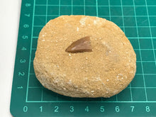 Load image into Gallery viewer, Mosasaur tooth
