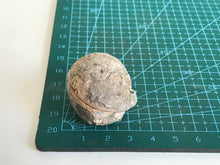 Load image into Gallery viewer, Permian Ammonite
