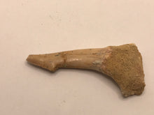 Load image into Gallery viewer, Rostral spine