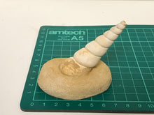 Load image into Gallery viewer, Turitella fossil