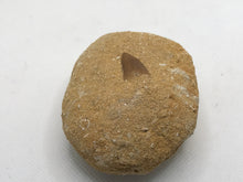 Load image into Gallery viewer, Mosasaur tooth
