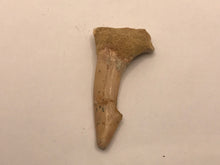 Load image into Gallery viewer, Rostral spine