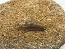 Load image into Gallery viewer, Mosasaur tooth