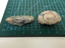 Load image into Gallery viewer, Permian ammonite