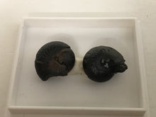 Load image into Gallery viewer, Hematite Goniotite