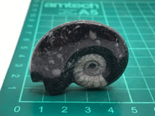 Load image into Gallery viewer, Goniatite fossil ammonite