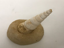 Load image into Gallery viewer, Turitella fossil