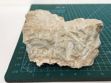 Load image into Gallery viewer, Tremolite