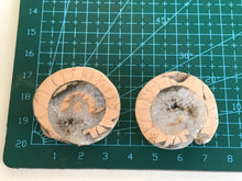Load image into Gallery viewer, Permian Ammonite