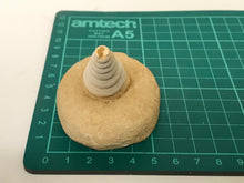 Load image into Gallery viewer, Turitella fossil