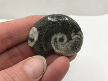 Load image into Gallery viewer, Goniatite ammonite