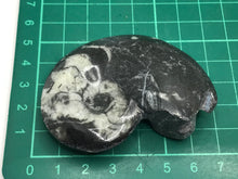 Load image into Gallery viewer, Goniatite fossil Ammonite