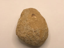 Load image into Gallery viewer, Mosasaur tooth