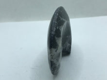 Load image into Gallery viewer, Goniatite fossil Ammonite