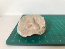 Load image into Gallery viewer, Otodus Sharks Tooth