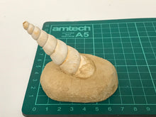 Load image into Gallery viewer, Turitella fossil